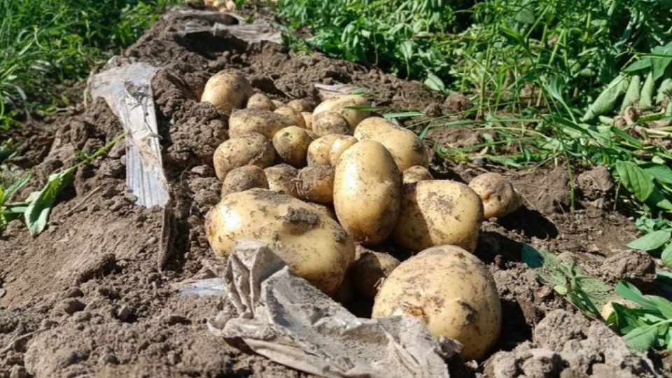 Как вырастить 160 ведер картофеля без химии: секреты успешного огородника