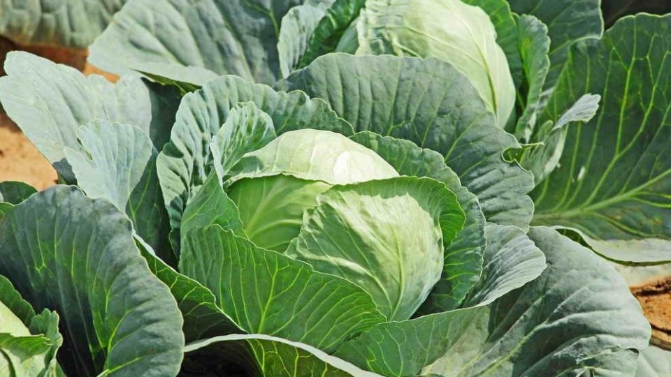Забудьте про мучения с рассадой: три способа легкого урожая капусты