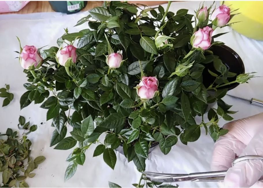 Как правильно обрезать комнатные розы зимой: советы и рекомендации