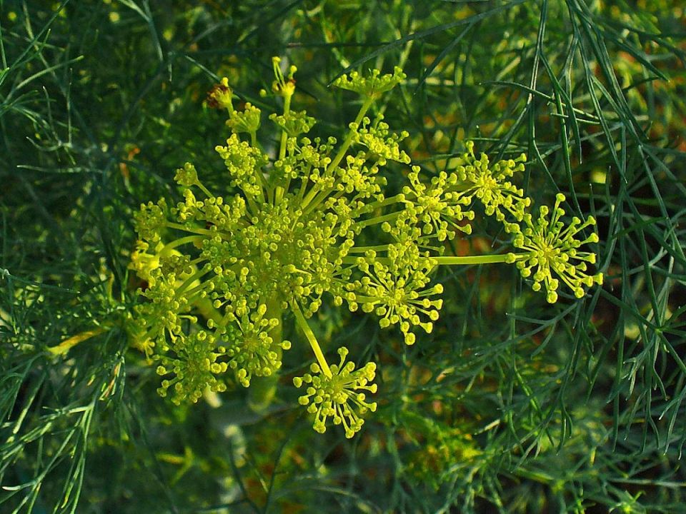 Укроп как враг: как он влияет на соседние культуры