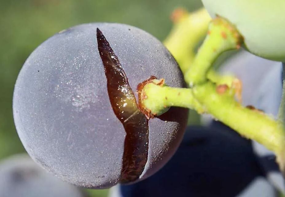 Как сохранить виноград без трещин: секреты успешного урожая