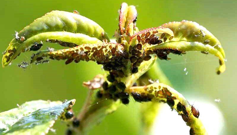 Эффективная защита сада: как избавиться от тли и муравьев без химии