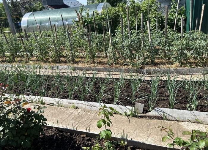 Регулярность полива: залог успешного выращивания овощей