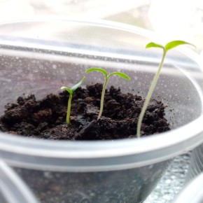 ������ ��� ������������ �����: ��� �������� �������� � ������ �������