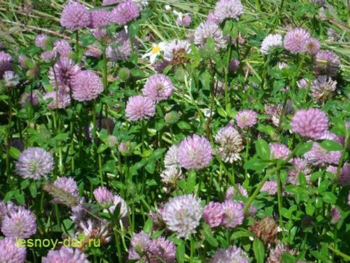 Клевер луговой: уникальный и полезный малыш природы