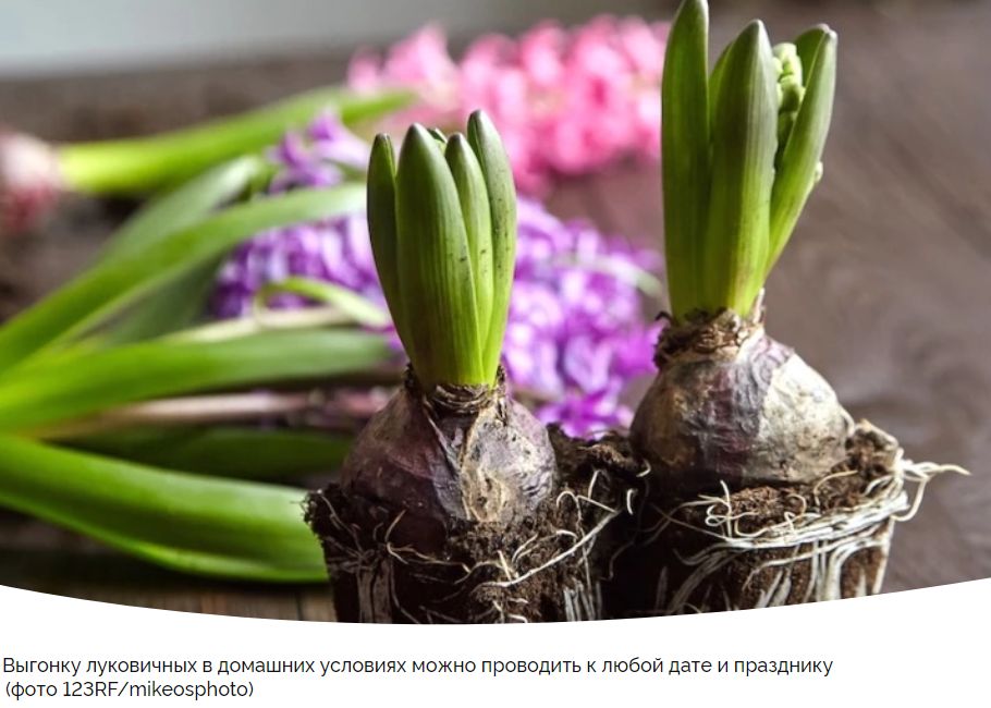 Когда сажать гиацинты в грунт и горшок, на выгону к 8 марта