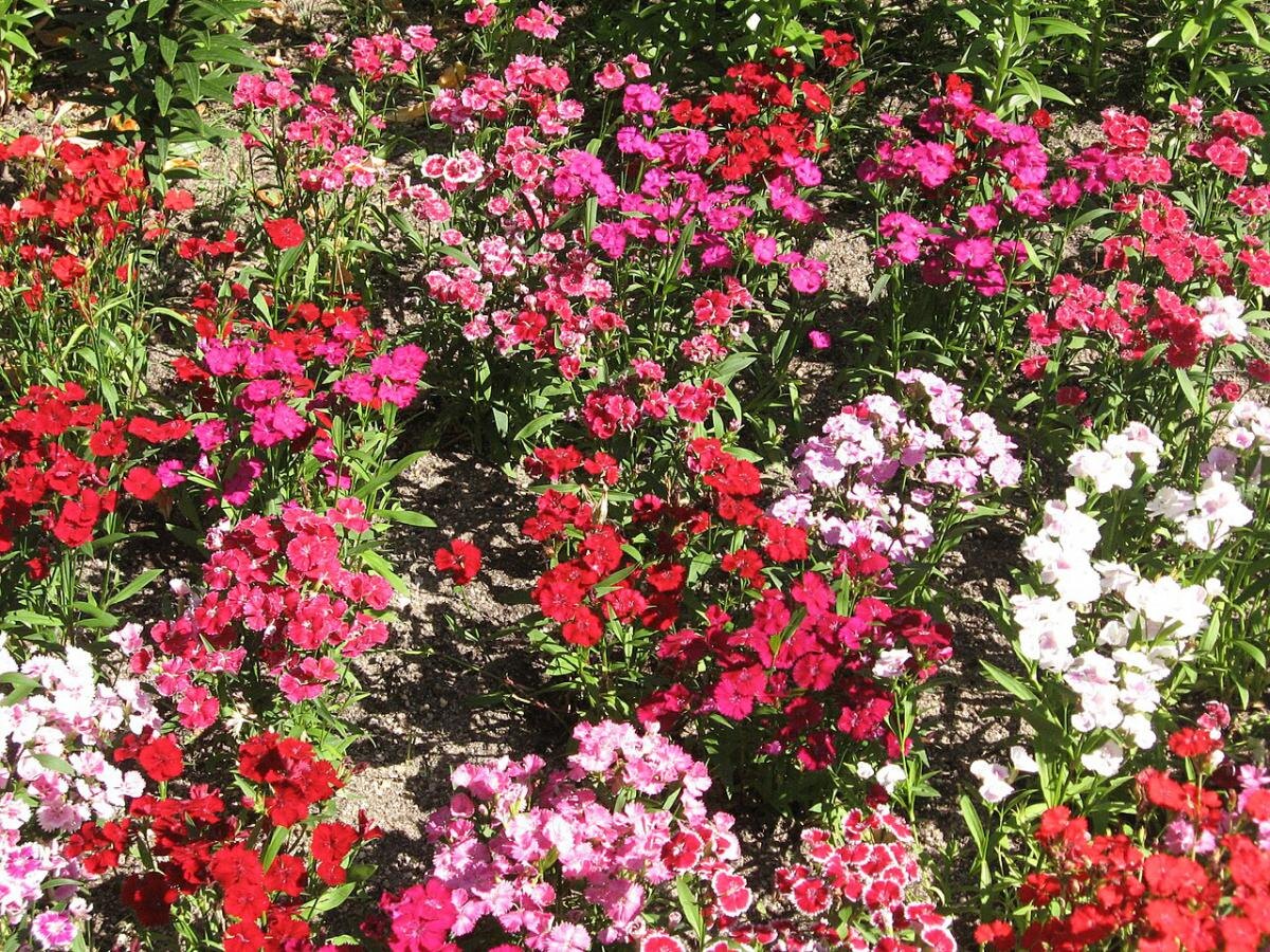 Пять растений для сада, которые не доставят хлопот