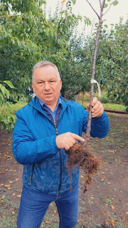 Как правильно сажать яблони на карликовых подвоях: важные советы