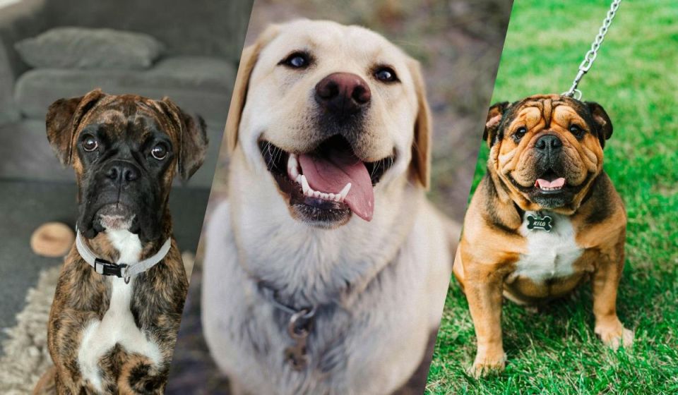 ����� ����������� ������: 13 �����, ������� ��������� ��� �����