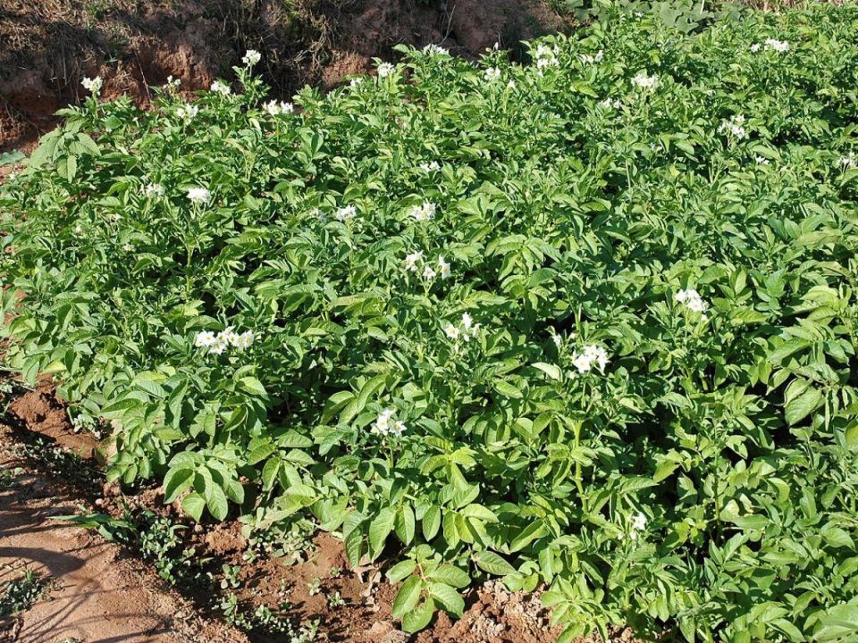 Цветы картофеля: стоит ли срывать или оставить?