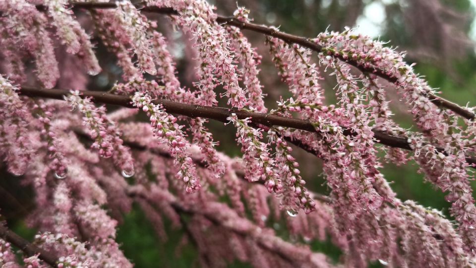 Тамарикс: цветущий акцент вашего сада