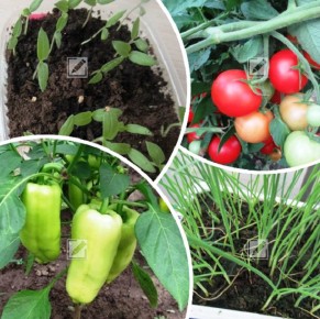 ������� �������: ����� ������ ������ � ��������� ���������� ����� ������ 2026 ����