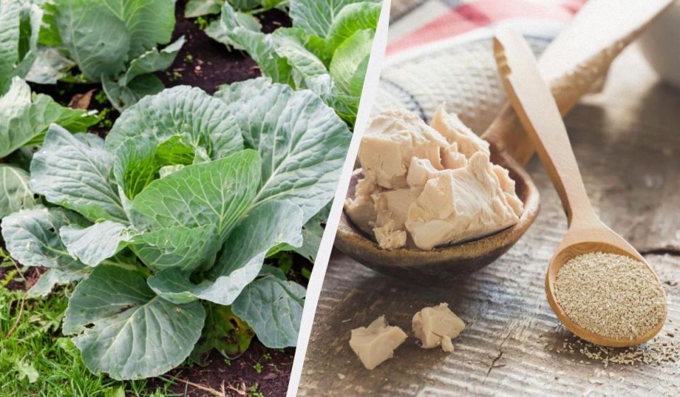 Как вырастить арбузную капусту: секреты дрожжевой подкормки