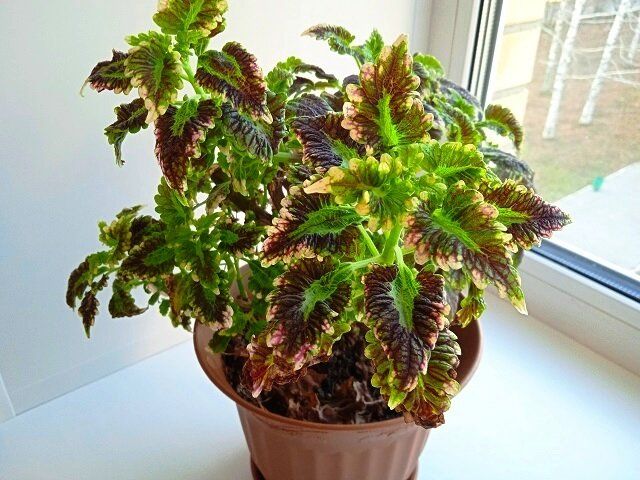 Эффективные секреты посева семян колеуса