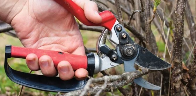 Как правильно обрезать кустарники: секреты укромного урожая и заботы осени