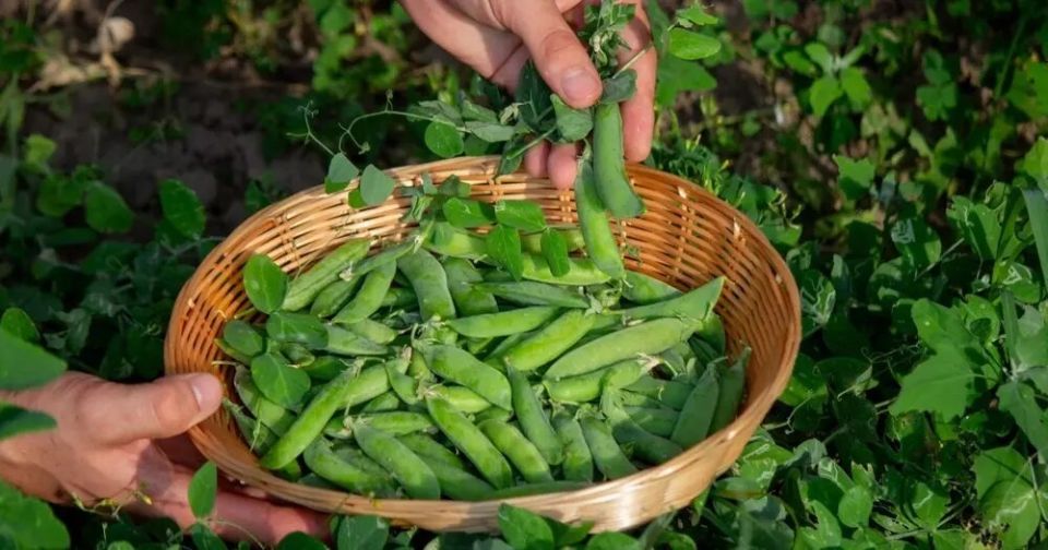 ����������� ������: ������� �������� ������� � �����