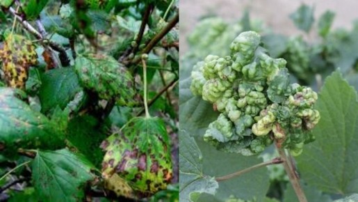 ����������� ��������� ������ ������ ��������� �� ����������