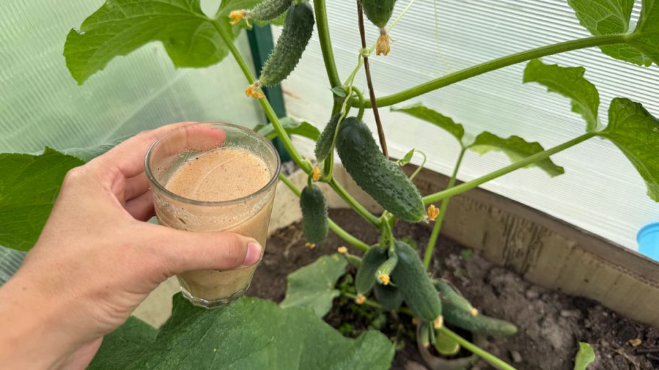 ��� ���������� ������ � ������ ������������: ������ ������ � �������