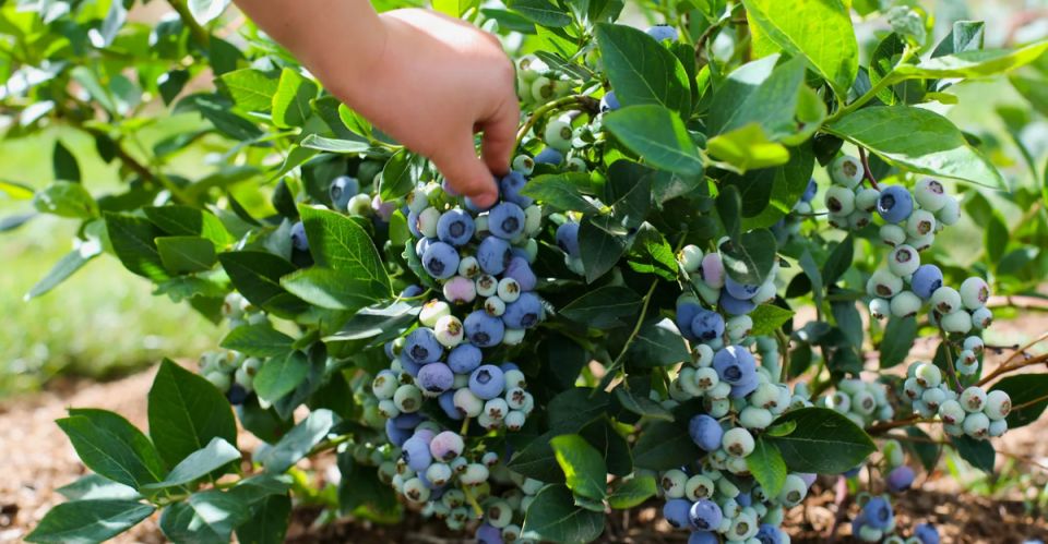 ���� �� ��������� � ������ ������: ������� ��� ��������� ������