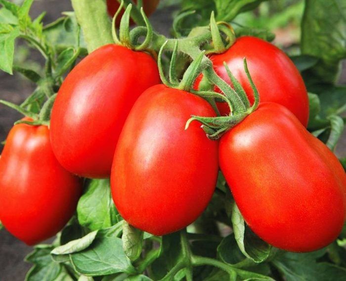 Томат Дюшес: секреты успешного сбора и приготовления