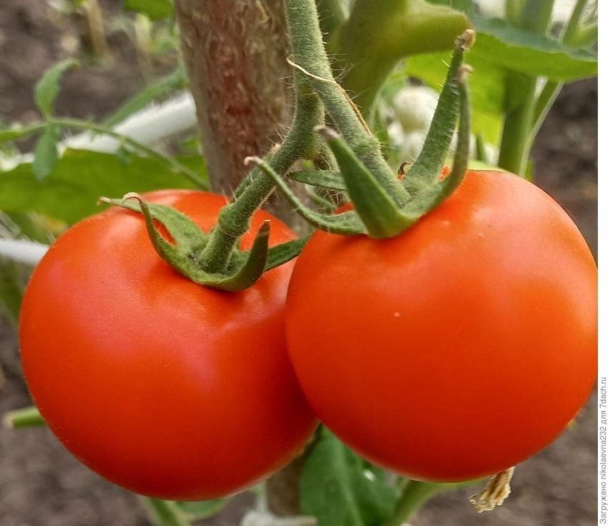 Томат Сеньор помидор: секреты их успеха в вашем саду