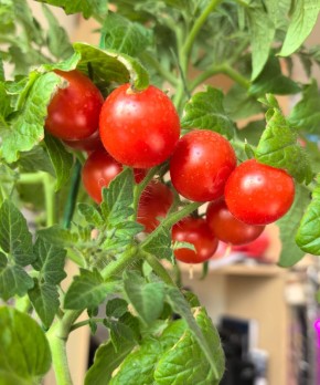 ������ ������ ������� ���: ��� �������� ������������� ������