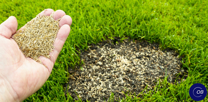 Как восстановить газон: советы по устранению проплешин в 2025 году