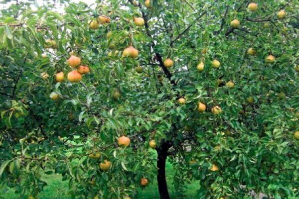 Груша Нежность: Достоинства и Недостатки сорта