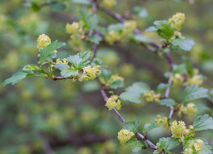 Как добиться сладости ягод смородины: секреты грамотного полива