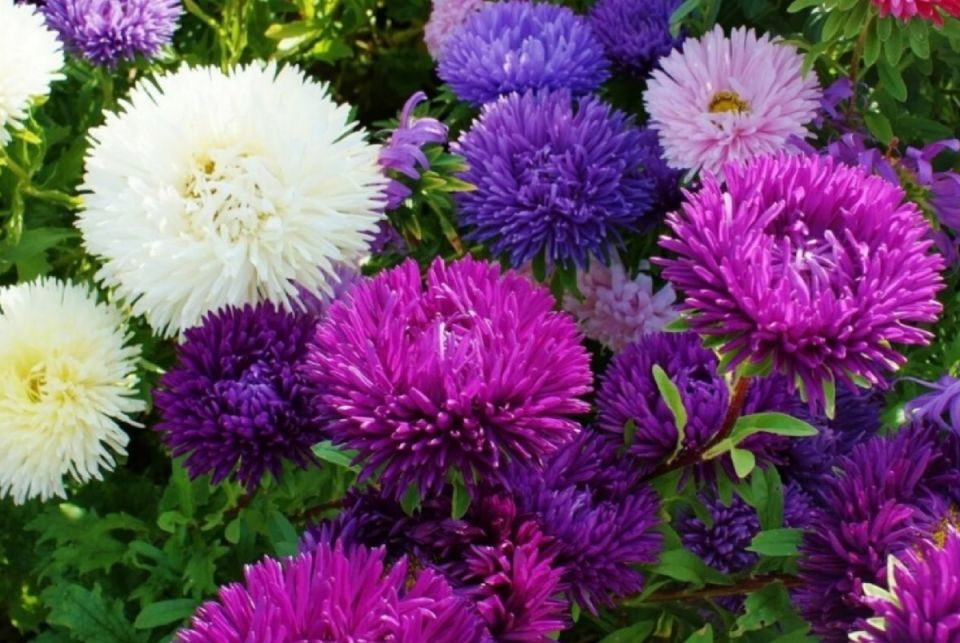 Зимний посев астр: секреты удачной посадки