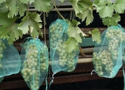 ����������� ������ ������ ��������� �� ���������� ��� �����