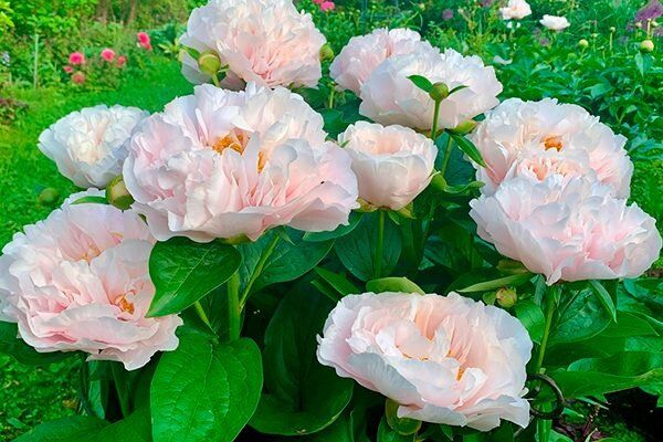 ��� ��������� �������� ���� ������� ��������: ������� ��������� ����� � �����������