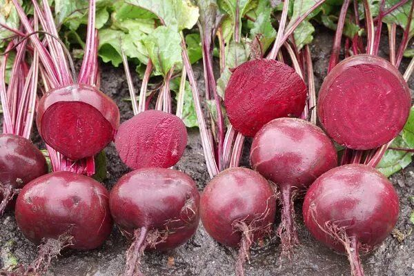 ������ ��������� ������� ���� ��������� ����������� � 2026 ����?