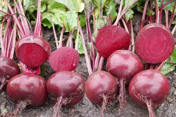 Почему картофель Рагнеда стал фаворитом огородников в 2026 году?