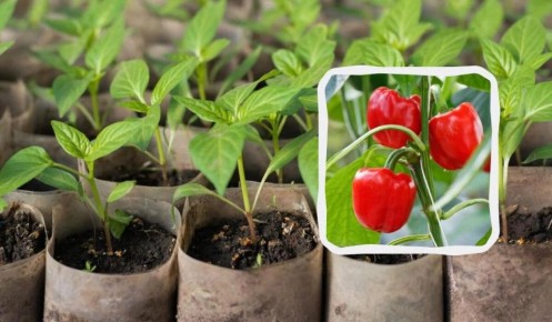 Когда сеять перец: секреты успешной рассады в 2025 году