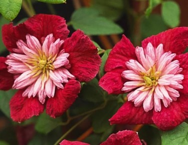 ������� �������� ���������� ���������� � ����