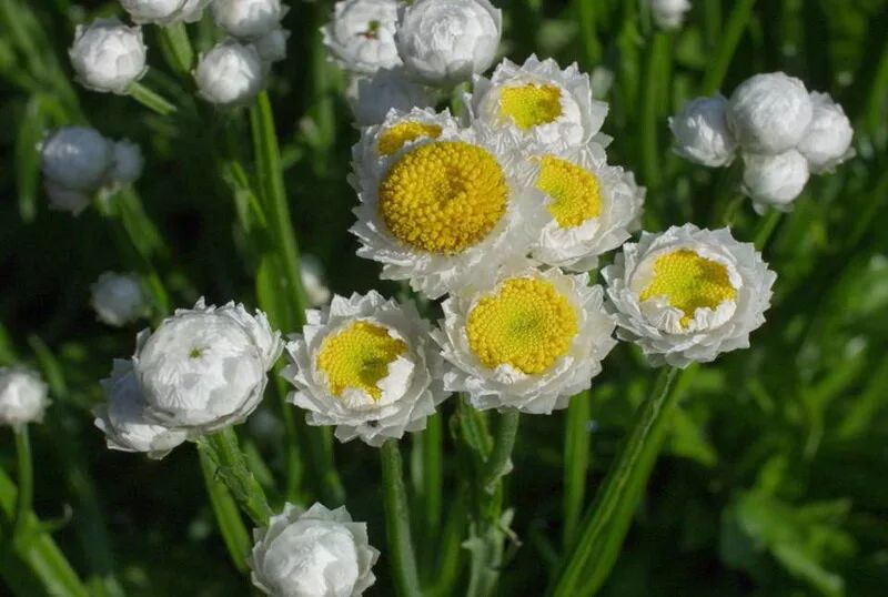 Удивительные однолетники для вашего сада: 10 малознакомых красавцев