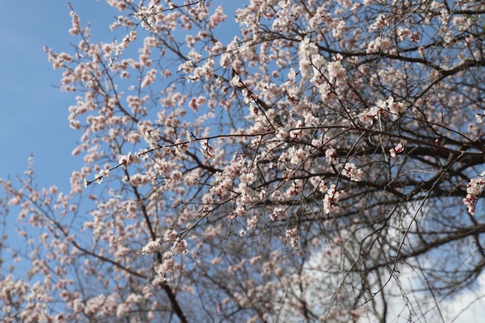 Ботанический сад ИГУ пополнил список ценных природных объектов России