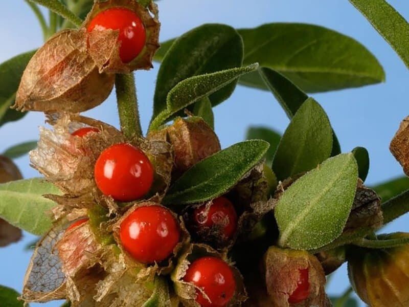 ���������: ��������� �����, ��������� � ��������� ������ � ���������