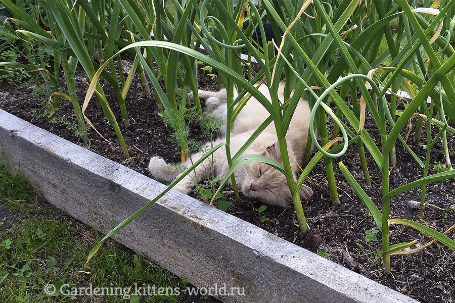 Три способы защитить грядки от четвероногих вредителей