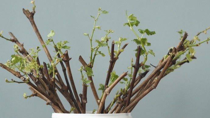 ��������� ������ ���������� ��������: ��� �������� ������ ��� ������