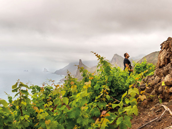 Тенерифе: вино с высоты гор и истории