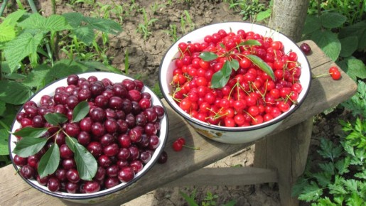 Как гарантированно получить богатый урожай слив и вишни каждый год