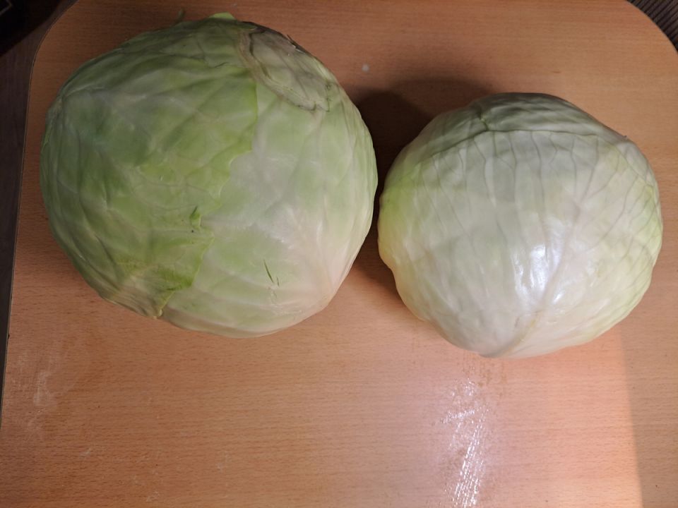 Подмораживать капусту перед уборкой: миф или реальность?