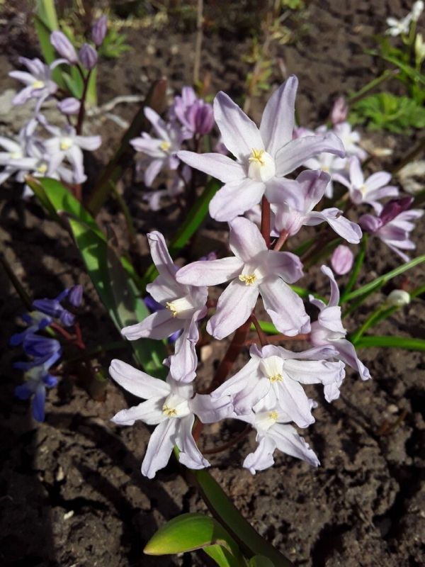 Бледно-розовые цветы: как создать гармонию в саду