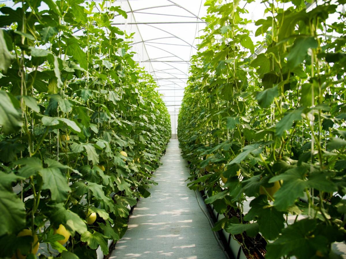 Как убрать мох в теплице: проверенные методы борьбы