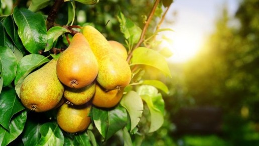 Как вырастить зимостойкие груши в суровом климате