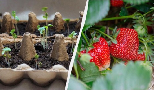 Когда сажать рассаду клубники: самые удачные дни для обогащения вашего урожая