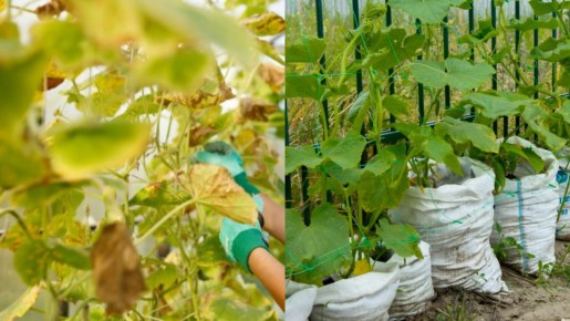 ��� �������� �������� ������� �������: ����������� ����� �� �������� �������