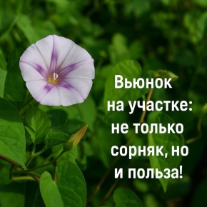 Вьюнок: неожиданный союзник на даче